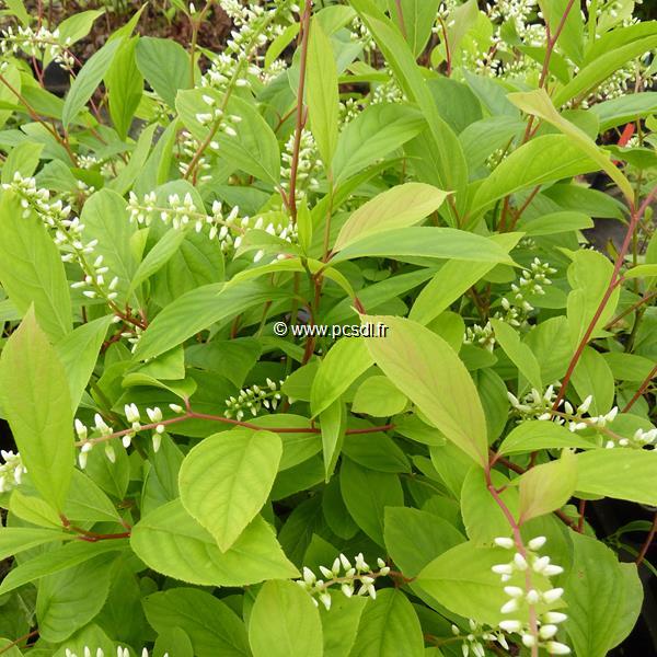 Itea japonica Beppu (3)