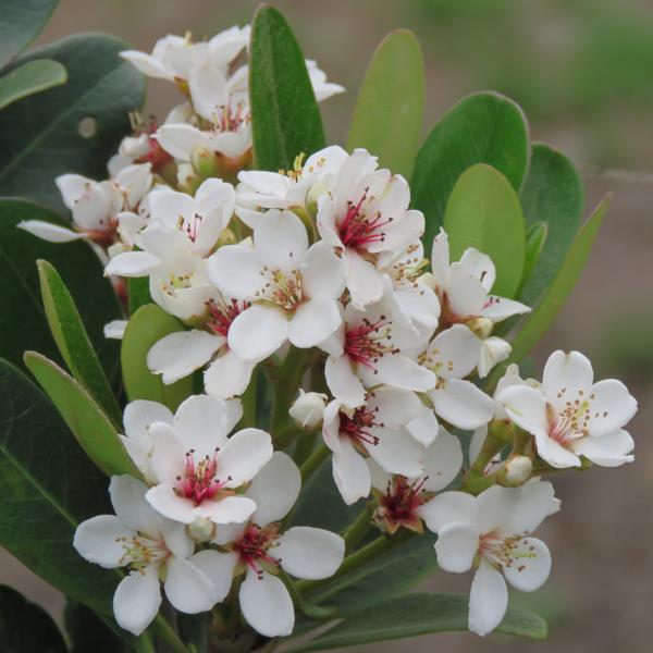 Rhaphiolepis indica (2)