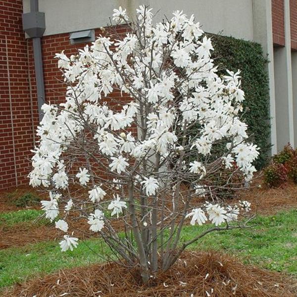 Magnolia stellata