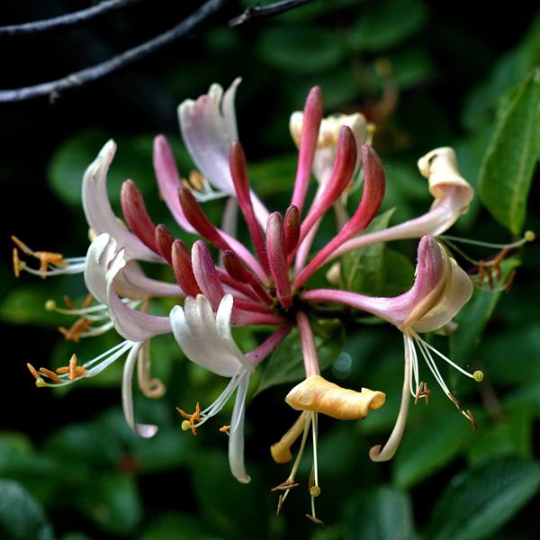Lonicera japonica Chinensis (1)