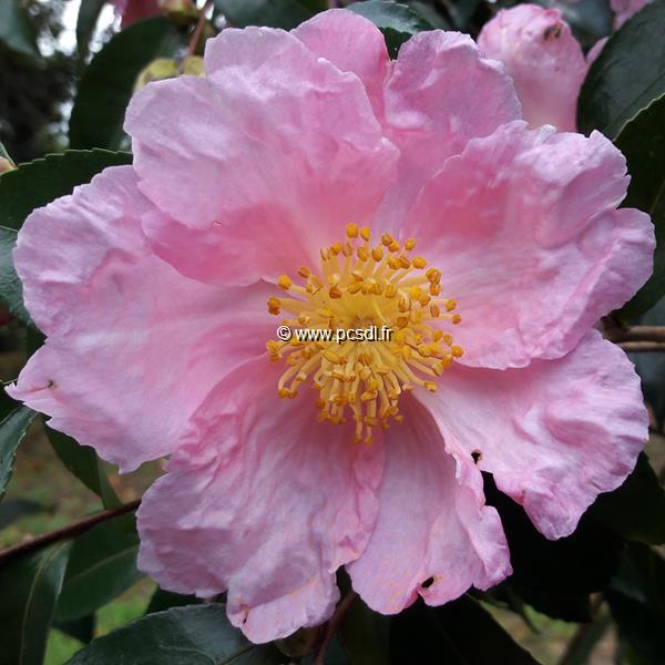 Camellia sasanqua Plantation Pink (3)