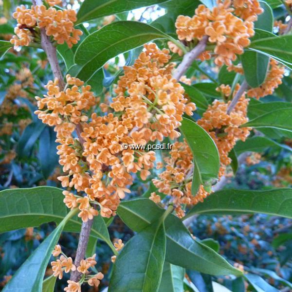 Osmanthus fragrans Aurantiacus (1)