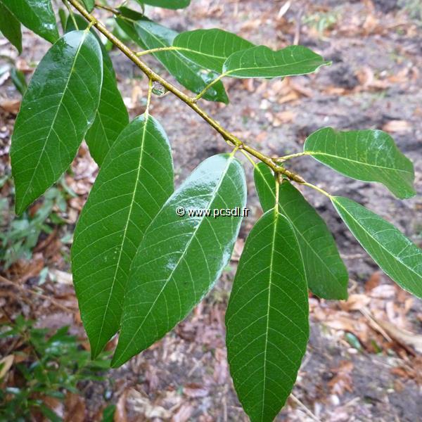 Quercus myrsinifolia (2)