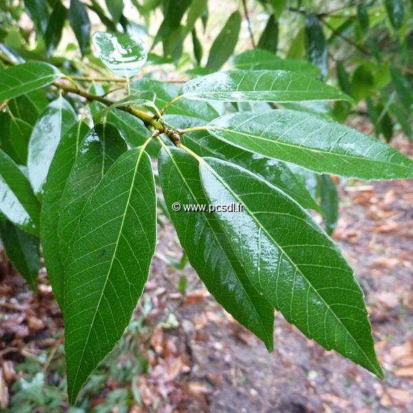 Quercus myrsinifolia (3)