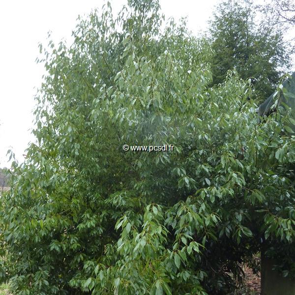 Quercus myrsinifolia (4)