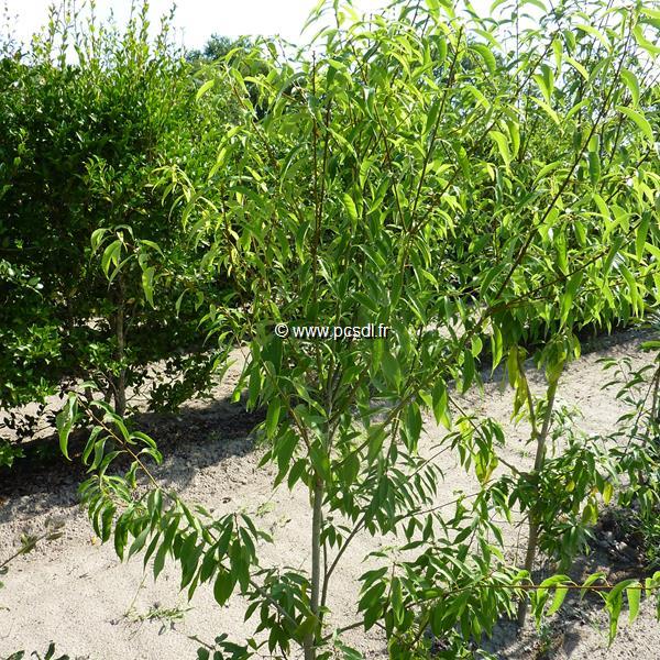 Quercus myrsinifolia (6)