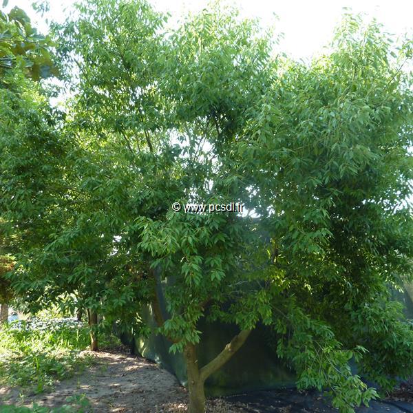 Quercus mysinifolia (1)
