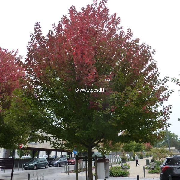 Acerx freemanii Autumn Blaze (1)