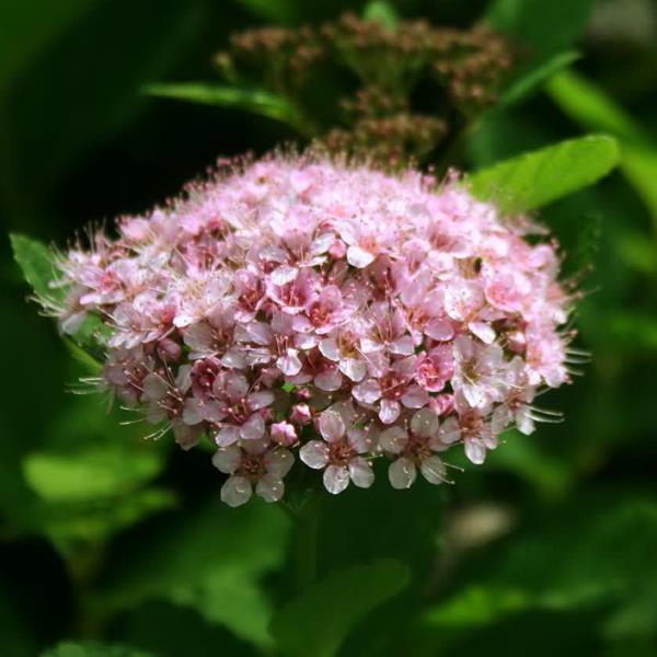 Spiraea betulifolia Pink Sparkler