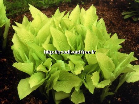 l_hosta%20gold%20haze