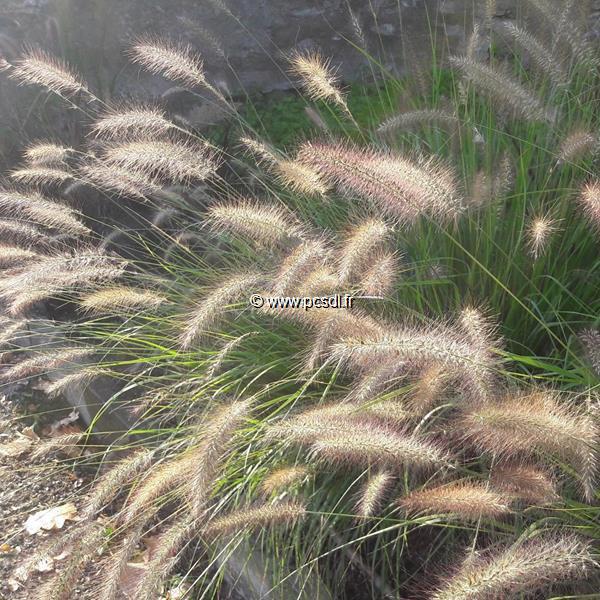 Pennisetum orientale Karley Rose (4)