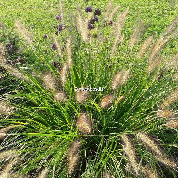 Pennisetum orientale Karley Rose (3)