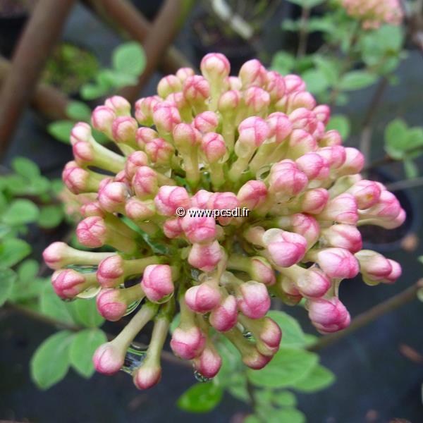 Viburnum x juddii (2)