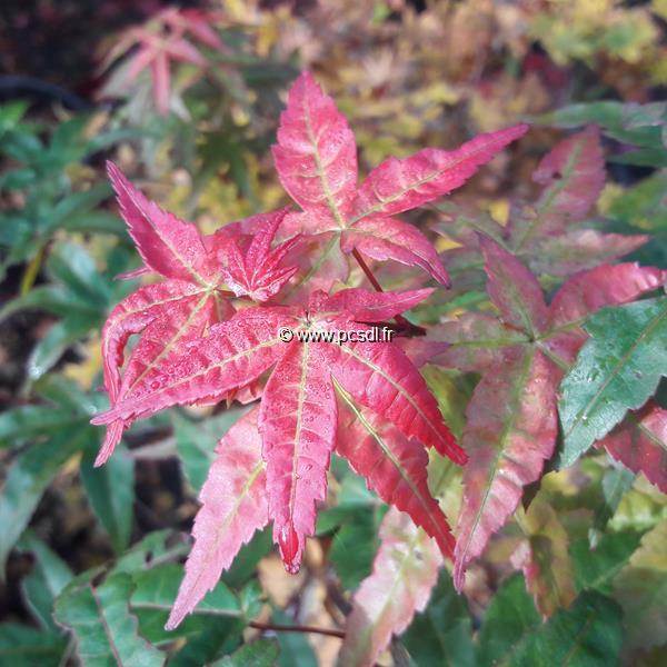 Acer palmatum Beni Maiko