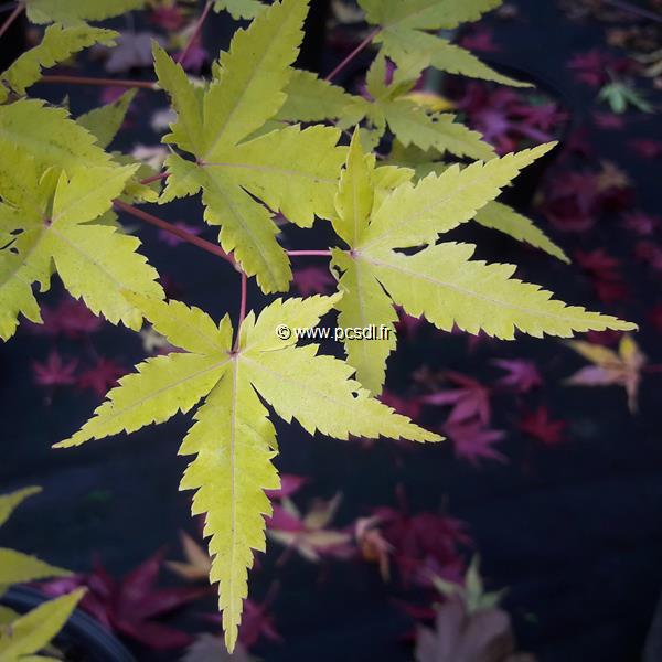 Acer palmatum Japanese Sunrise (1)