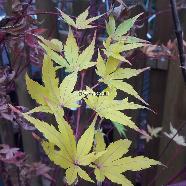 Acer palmatum Sangokaku