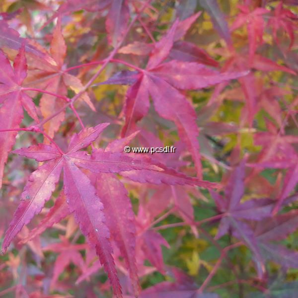 Acer palmatum Ueno Yama (1)