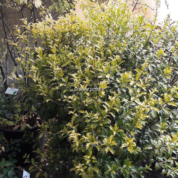 Osmanthus heterophyllus Ogon