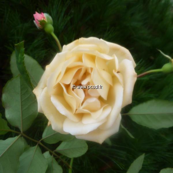 Rosa Buff Beauty