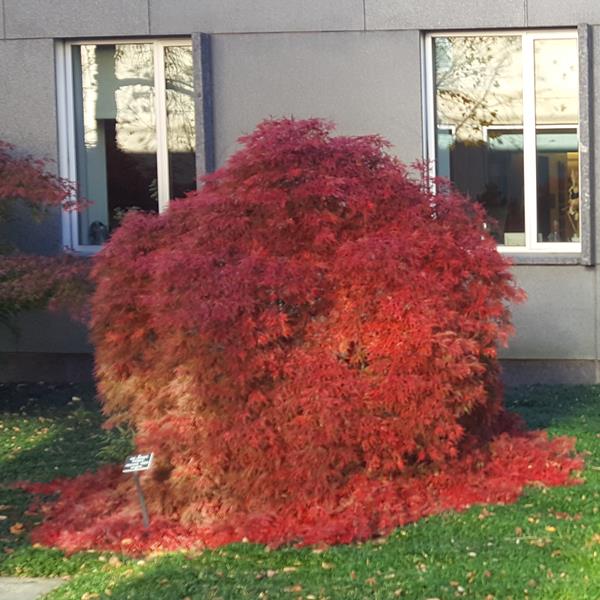 Acer palmatum dissectum Orangeola (1)