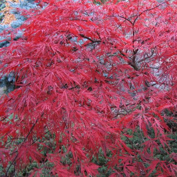 Acer palmatum dissectum Red Dragon (2)