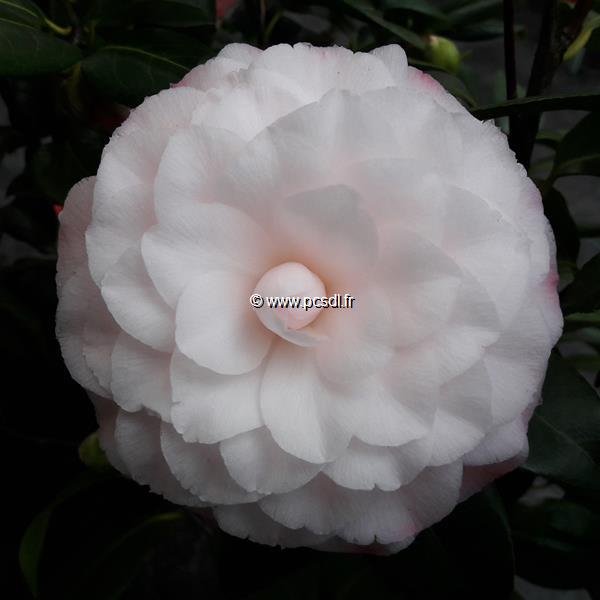 Camellia japonica Nuccios Pearl