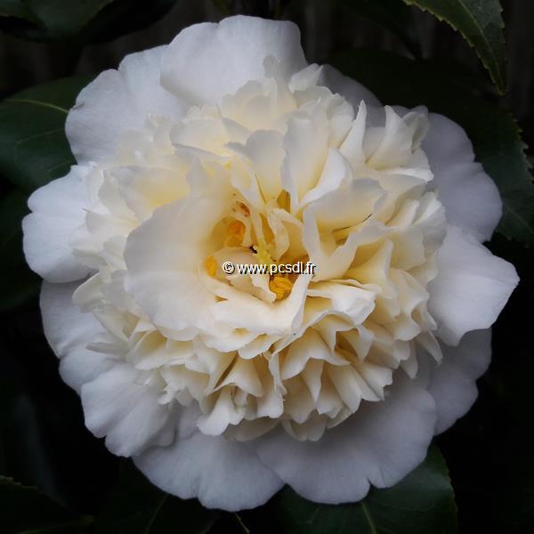 Camellia williamsii Jurys Yellow