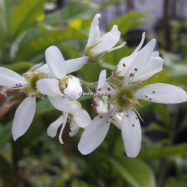 Amelanchier canadensis Prince William (1)