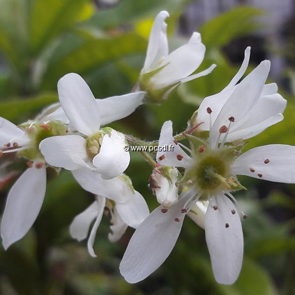 Amelanchier canadensis Prince William (2)