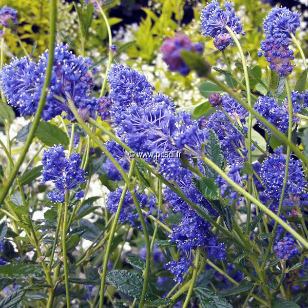 Ceanothus Concha ps (3)