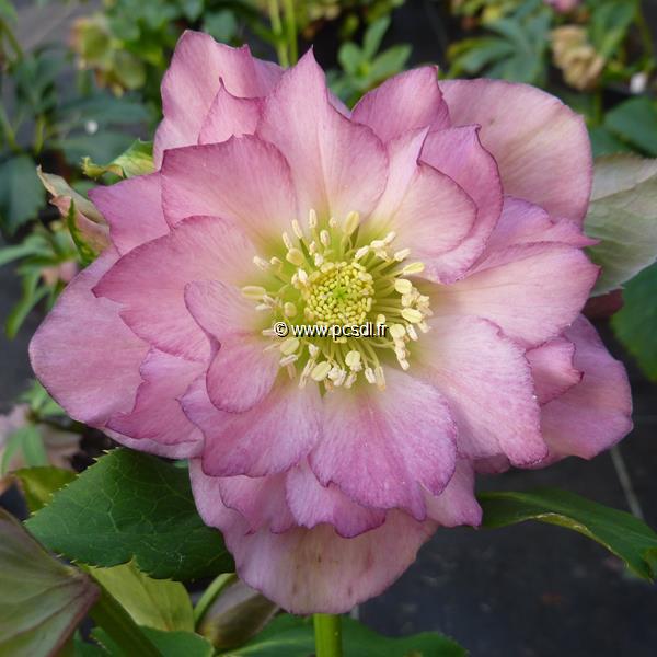 Helleborus orientalis Rose Double