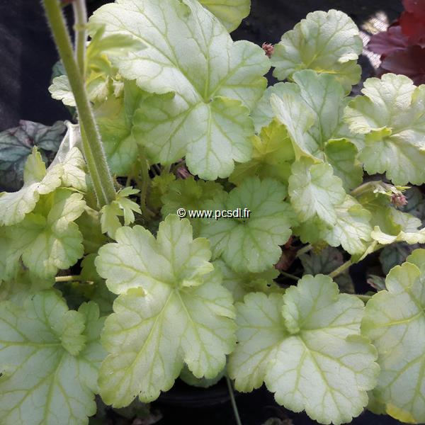 Heuchera Muscat