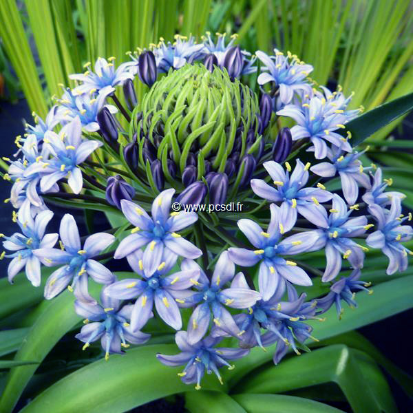 Scilla peruviana