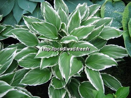 l_hosta%20albomarginata