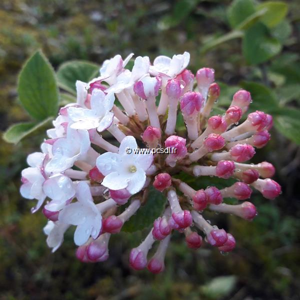 Viburnum carlesii Diana (3)