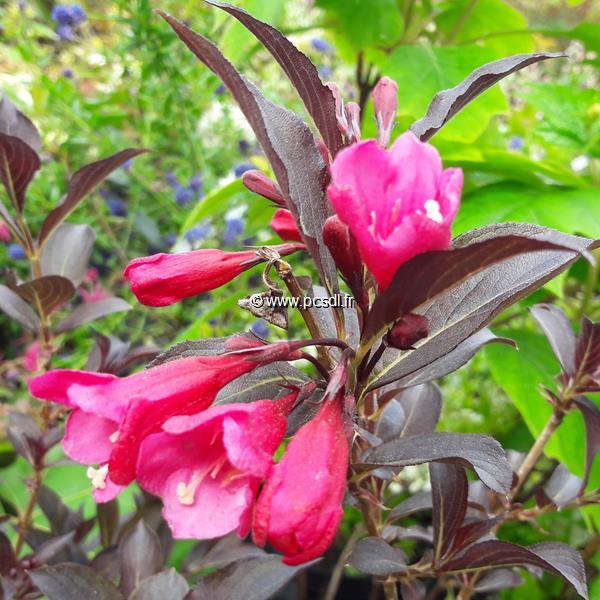 Weigela Alexandra