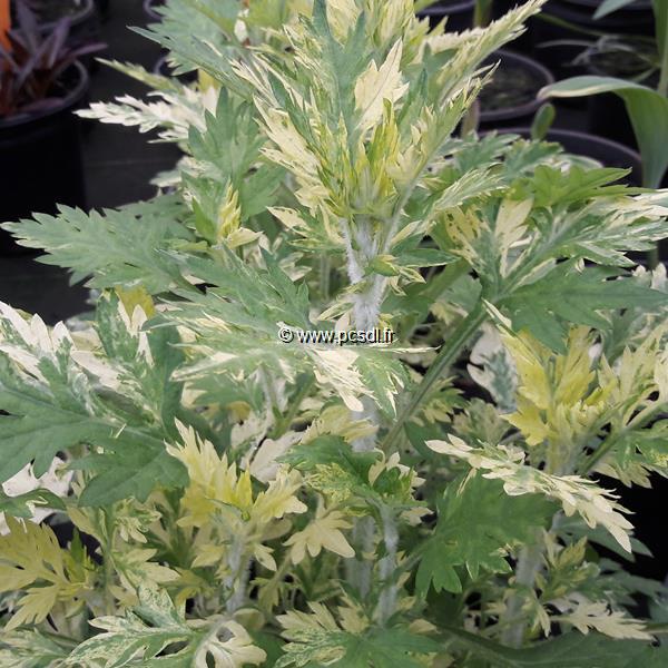 Artemisia vulgaris Orientale Limelight