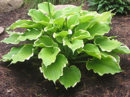 hosta%20winter%20snow