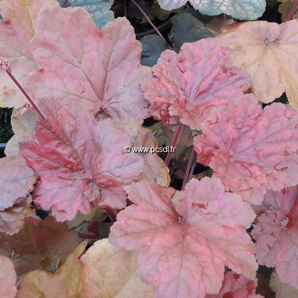 Heuchera Beaujolais (3)