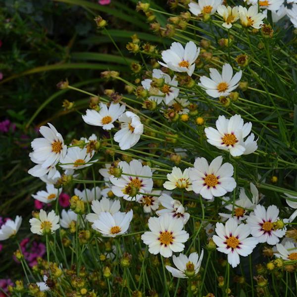 Coreopsis Star Cluster (1)