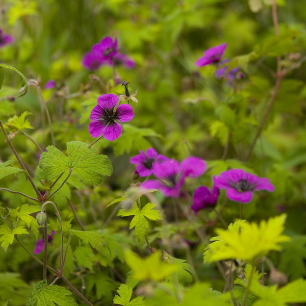 Geranium Ann Folkard (1)