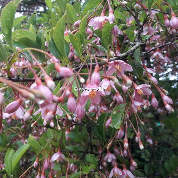 Styrax japonicus Pink Chimes (2)