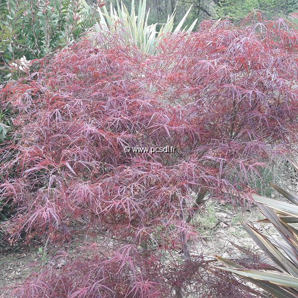 Acer palmatum Red Pygmy (1)