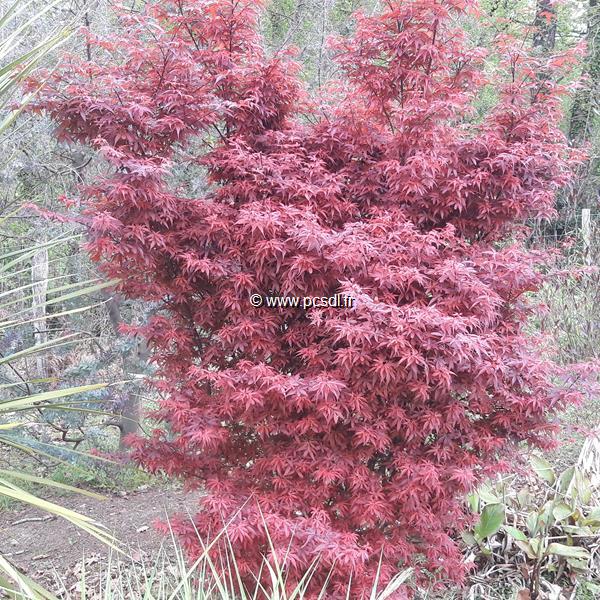 Acer palmatum Shaina