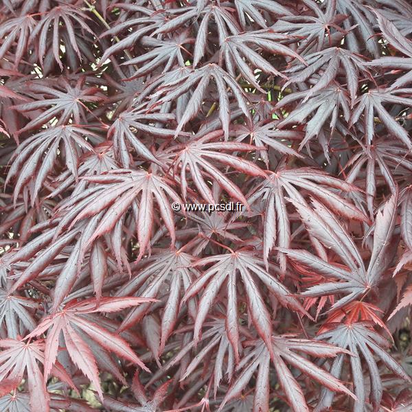 Acer palmatum Trompenburg (4)