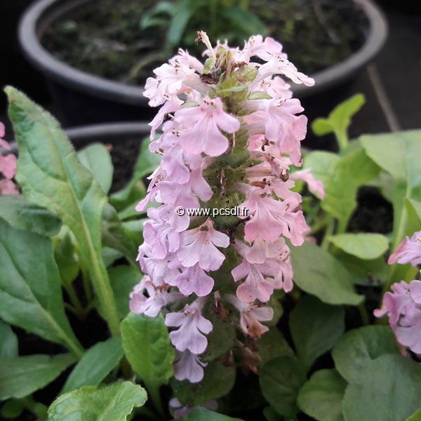 Ajuga reptans Rosea