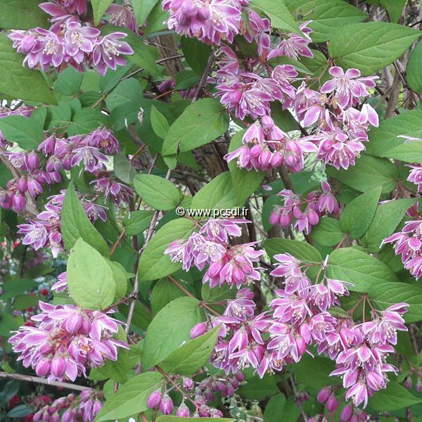 Deutzia hybrida Perle Rose (1)