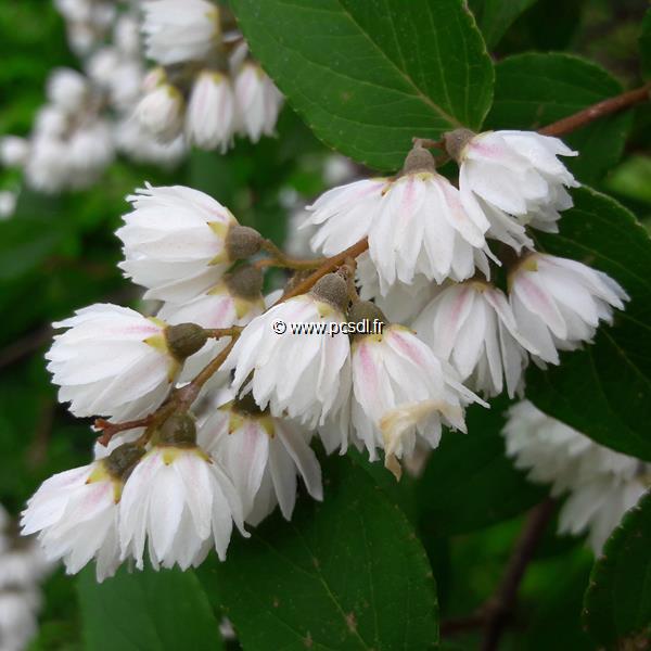 Deutzia Pride of Rochester (1)