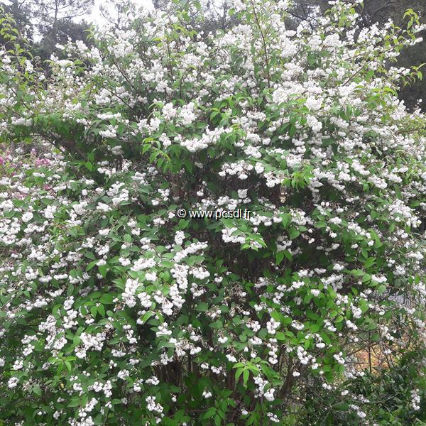 Deutzia Pride of Rochester (3)