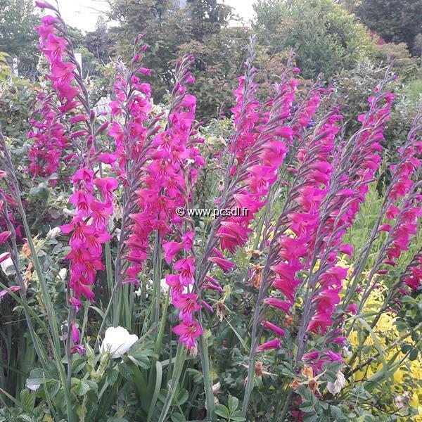 Gladiolus communis ssp. byzantinus (2)